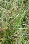Grass-like fimbry